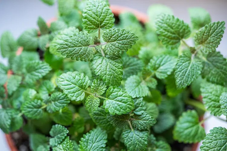 Lemon Balm: Nature’s Calming Cure for Mind, Body, and&nbsp;Garden