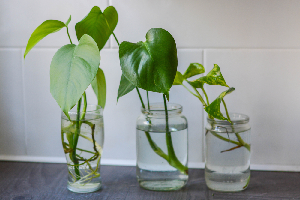 How to Propagate Medicinal Plants at Home: A Beginner’s&nbsp;Guide