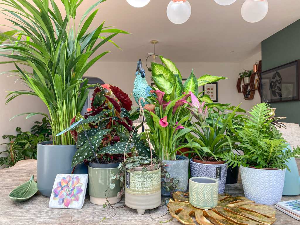 collection of house plants