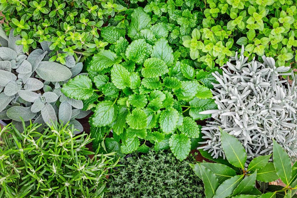 3 Herbs Everyone Should Know (Especially for This&nbsp;Season)